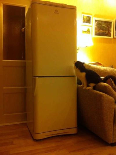 Лот: 3470797. Фото: 1. Холодильник INDESiT C132NFQ.016... Холодильники, морозильные камеры
