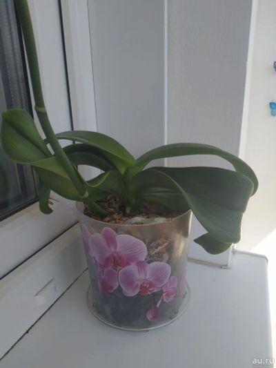 Лот: 16445571. Фото: 1. Орхидея белая. Горшечные растения и комнатные цветы