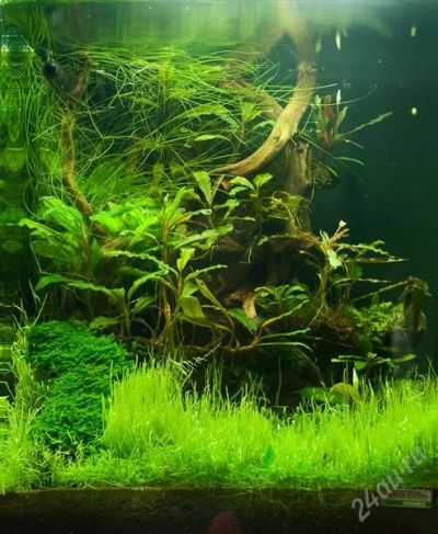 Лот: 2328479. Фото: 1. Аквариум Dennerle Nano Cube 30L. Аквариумы, террариумы