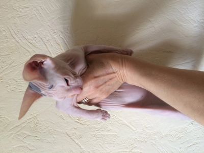 Лот: 13386862. Фото: 1. Сфинкс котенок чудо-малышка. Кошки, котята