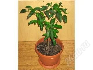 Лот: 67630. Фото: 1. Мандариновое деревце. Горшечные растения и комнатные цветы