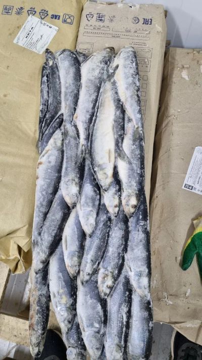 Лот: 20764450. Фото: 1. Сельдь т/о н/р с/м. Икра, рыба, морепродукты