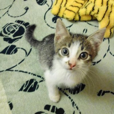 Лот: 7897408. Фото: 1. котята. Кошки, котята