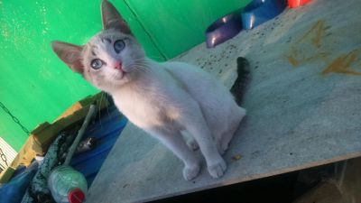 Лот: 6086680. Фото: 1. отдам милую кошечку в добрые руки. Кошки, котята