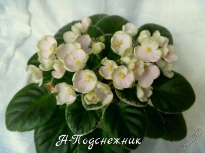 Лот: 5210091. Фото: 1. Минифиалка сортовая Н-Подснежник... Горшечные растения и комнатные цветы