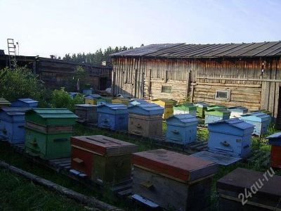 Лот: 2394225. Фото: 1. Пчел продам. Другое (растения и животные)