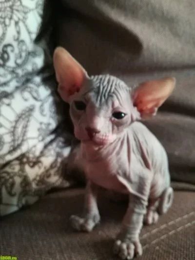 Лот: 12855034. Фото: 1. Кошечка донского сфинкса. Кошки, котята