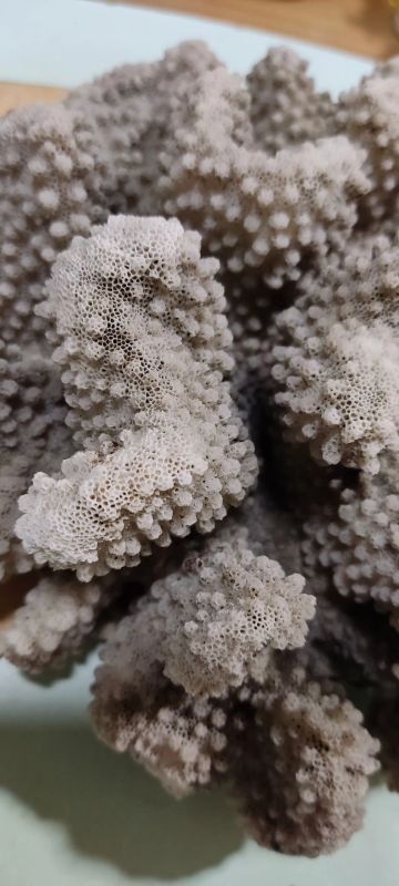 Лот: 20512889. Фото: 1. Коралл природный. Моллюски, ракообразные, кораллы