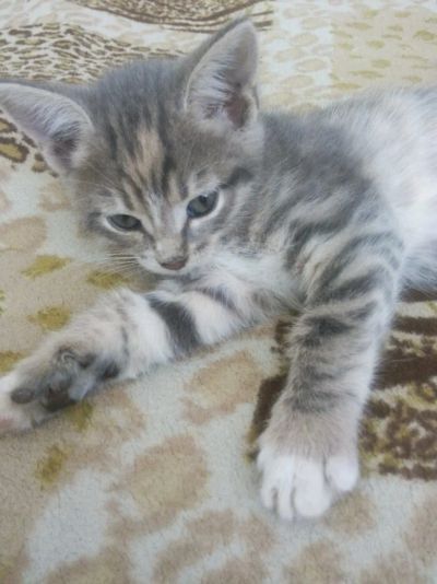 Лот: 9586293. Фото: 1. Отдам котенка девочка 1.5 месяца. Кошки, котята