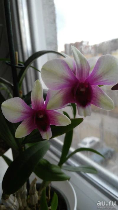 Лот: 9495103. Фото: 1. Орхидея Дендробиум. Горшечные растения и комнатные цветы