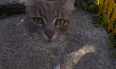 Лот: 6185914. Фото: 1. Отдаим кота. Кошки, котята