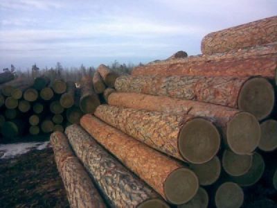 Лот: 7430167. Фото: 1. Круглый лес: кедра. Древесина, пиломатериал