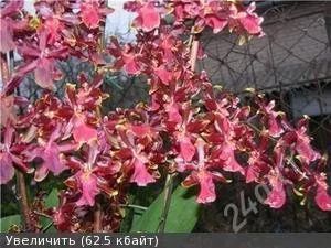 Лот: 2762940. Фото: 1. орхидея камбрия. Горшечные растения и комнатные цветы