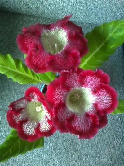 Лот: 973092. Фото: 1. Глоксиния Tigrina Red - детка. Горшечные растения и комнатные цветы