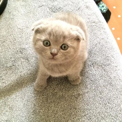 Лот: 6131225. Фото: 1. Вислоухий котенок, 1.5 месяца. Кошки, котята