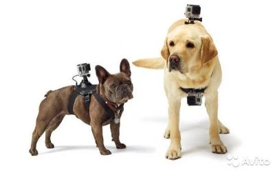 Лот: 9433242. Фото: 1. Крепление на собаку для GoPro... Штативы, держатели