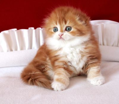 Лот: 12678216. Фото: 1. Вислоухий мальчик. Кошки, котята