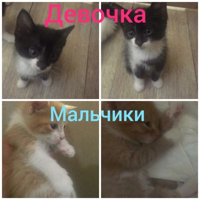 Лот: 15420824. Фото: 1. Котята. Кошки, котята