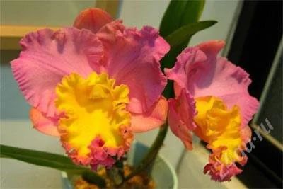 Лот: 2880641. Фото: 1. Blc. CF Canyon 'Double Bubble'. Горшечные растения и комнатные цветы