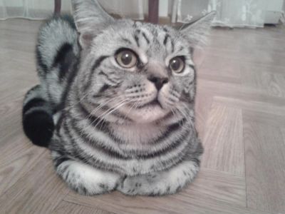 Лот: 4126828. Фото: 1. продам британского кота. Кошки, котята