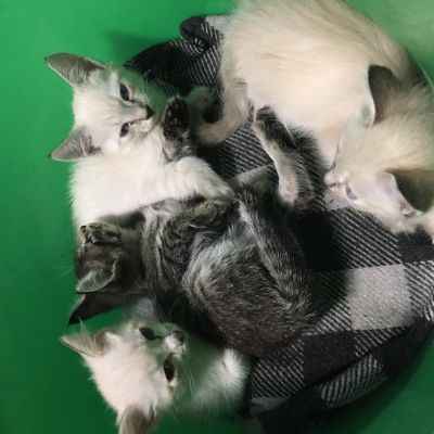 Лот: 13439924. Фото: 1. Отдам котят в добрые руки. Срочно. Кошки, котята