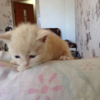 Лот: 11606610. Фото: 1. Котёнок. Кошки, котята