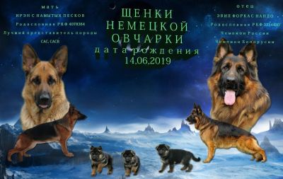 Лот: 14030287. Фото: 1. щенок немецкой овчарки. Собаки, щенки