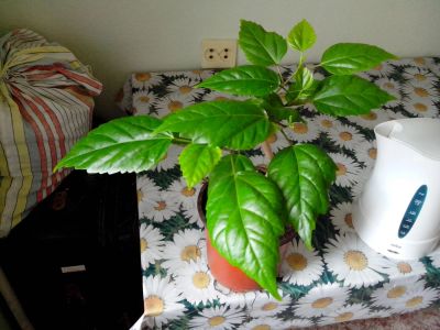 Лот: 4661633. Фото: 1. цветок 13. гибискус. высота 45... Горшечные растения и комнатные цветы