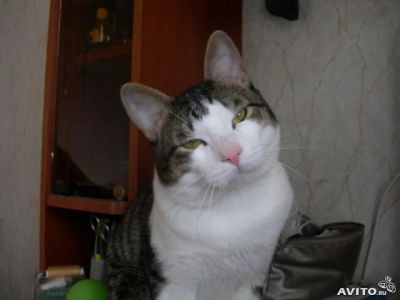 Лот: 5923616. Фото: 1. курильский бобтейл. Кошки, котята