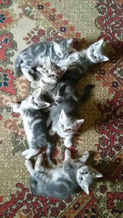 Лот: 7926952. Фото: 1. Котята британцы раскраса вискас. Кошки, котята