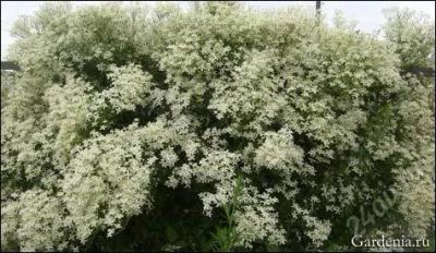 Лот: 5605581. Фото: 1. клематис мелкоцветковый. Белый... Другое (семена, рассада, садовые растения)