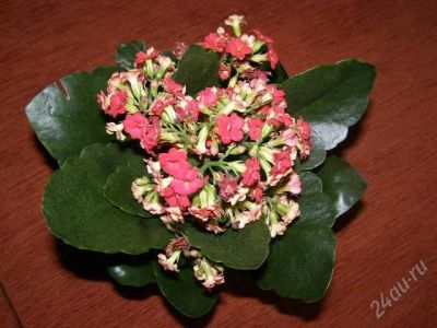 Лот: 1002673. Фото: 1. Колонхое (пушистый и большой кустик... Горшечные растения и комнатные цветы