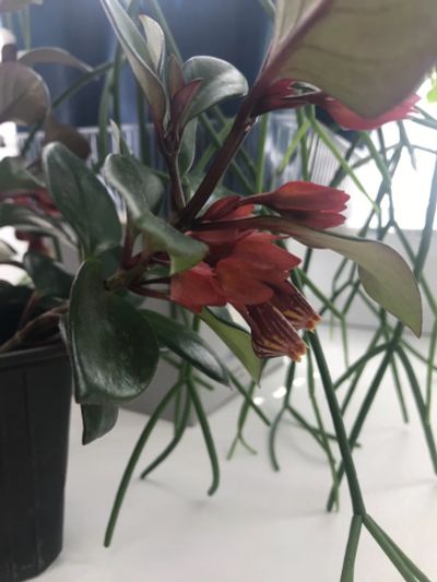 Лот: 17674116. Фото: 1. Гипоцитра , нематантус. Горшечные растения и комнатные цветы