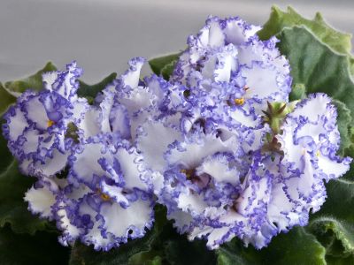 Лот: 4769111. Фото: 1. Лист сортовой фиалки "Iceberg". Горшечные растения и комнатные цветы