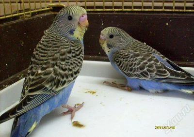 Лот: 731111. Фото: 1. волнистый попугай.голубой-птенец. Остальные животные