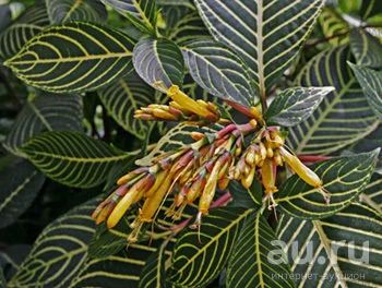 Лот: 7601956. Фото: 1. Санхеция. Горшечные растения и комнатные цветы