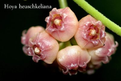 Лот: 9824121. Фото: 1. Хойя хойшкелиана (Hoya heuschkeliana... Горшечные растения и комнатные цветы