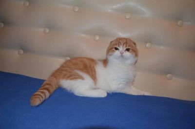 Лот: 3642157. Фото: 1. Продам прекрасного шотландского... Кошки, котята