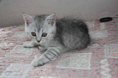 Лот: 9400844. Фото: 1. Кошечка Британская 3 месяца. Кошки, котята