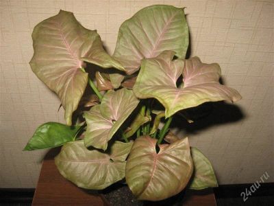 Лот: 836144. Фото: 1. Syngonium Neon(Сингониум Неон). Горшечные растения и комнатные цветы