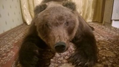 Лот: 6801104. Фото: 1. Продам чучело сибирского, бурого... Другое (ручная работа)