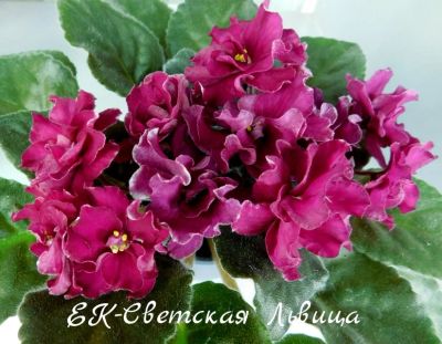 Лот: 5528395. Фото: 1. Фиалка сортовая ЕК-Светская Львица... Горшечные растения и комнатные цветы