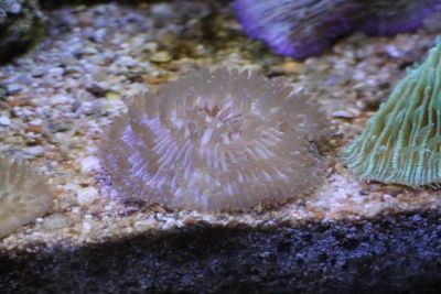 Лот: 5158408. Фото: 1. Фунгия (Коралл грибовидный) Fungia... Моллюски, ракообразные, кораллы