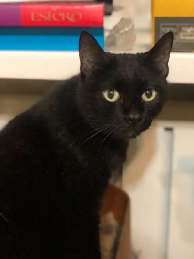 Лот: 17056785. Фото: 1. Отдам котов в хорошие руки. Кошки, котята