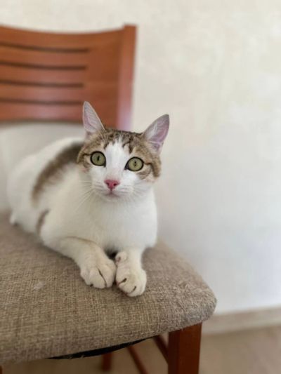 Лот: 22559773. Фото: 1. Отдам кота в хорошие руки. Кошки, котята
