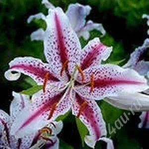 Лот: 2493679. Фото: 1. Лилия DIZZY pink. Другое (семена, рассада, садовые растения)