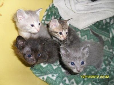 Лот: 2351837. Фото: 1. Котята от донского сфинкса. Кошки, котята