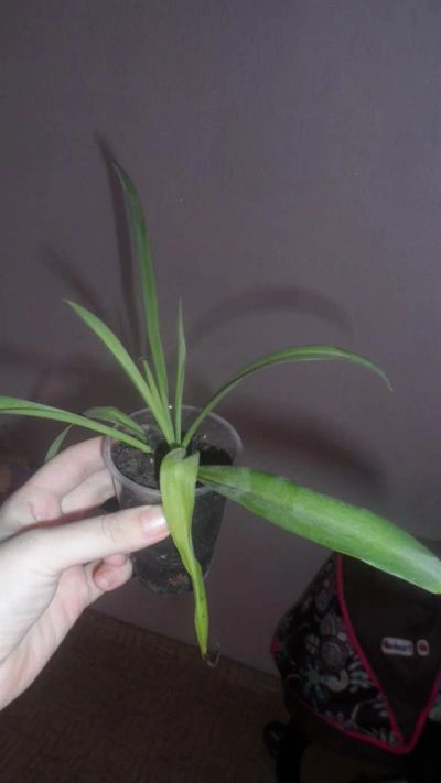 Лот: 3814394. Фото: 1. хлорофитум 1. Горшечные растения и комнатные цветы