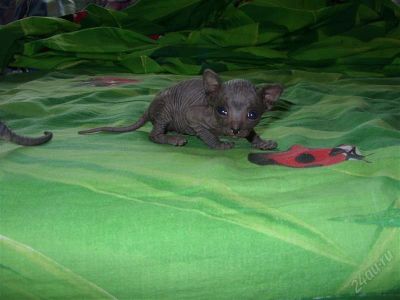 Лот: 2950995. Фото: 1. Инопланетное существо женского... Кошки, котята