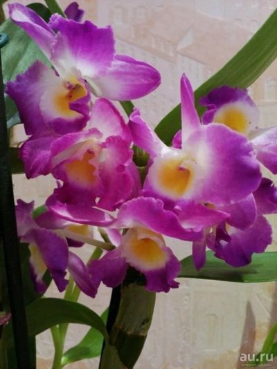 Лот: 13332306. Фото: 1. Орхидея Дендробиум Нобиле детка. Горшечные растения и комнатные цветы